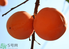 為何叫懶柿子？懶柿子的營養(yǎng)價值？