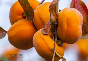 為何叫懶柿子？懶柿子的營養(yǎng)價值？