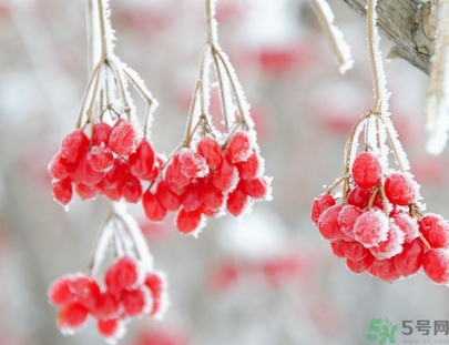 霜降為什么要吃柿子？霜降吃柿子有什么好處？