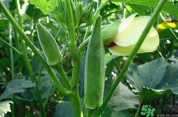 秋葵怎么炒好吃有營養(yǎng)？炒秋葵的做法大全