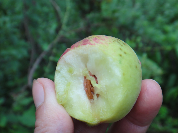 野桃子能吃嗎？野桃子核的功效與作用