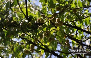 野桃子能吃嗎？野桃子核的功效與作用