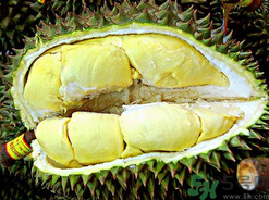 月經(jīng)期間可以吃榴蓮嗎？來月經(jīng)可以吃榴蓮嗎？
