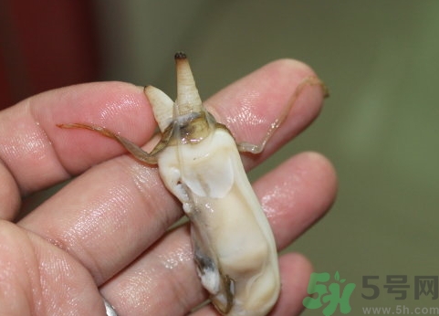 蟶子肚子里黑的能吃嗎？蟶子肚子里黑的是什么？