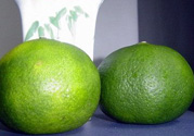 孕婦可以吃青桔子嗎？青桔子孕婦可以吃嗎？