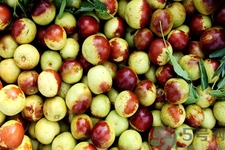 10月能吃冬棗嗎？冬棗什么時候吃最好？