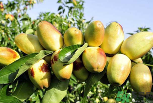 吃鮮棗會拉肚子嗎？吃新鮮棗子會拉肚子嗎？