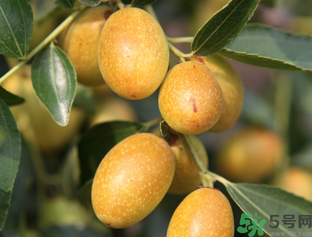 吃鮮棗會拉肚子嗎？吃新鮮棗子會拉肚子嗎？