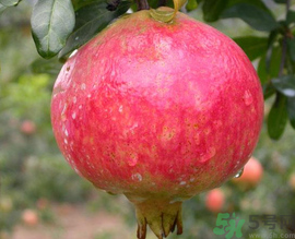 什么是軟籽石榴？軟籽石榴籽可以吃嗎？