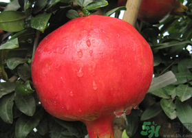 軟籽石榴是轉(zhuǎn)基因嗎？突尼斯軟籽石榴是轉(zhuǎn)基因嗎？