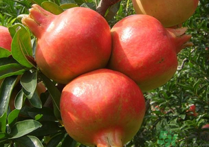 軟籽石榴是轉(zhuǎn)基因嗎？突尼斯軟籽石榴是轉(zhuǎn)基因嗎？