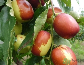 冬棗是轉(zhuǎn)基因食品嗎？冬棗是哪里的特產(chǎn)？