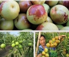 柿子和冬棗能一起吃嗎？冬棗和柿子能不能一起吃？