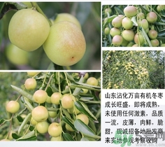 冬棗可以煮著吃嗎？煮冬棗有白色的東西可以吃嗎？