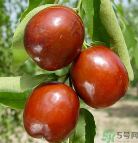 新鮮紅棗怎么保存？鮮棗的保存方法