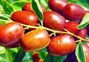 鮮棗孕婦能吃嗎？孕婦可以吃鮮棗嗎？