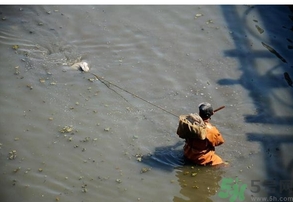 什么是紅線蟲(chóng)？紅線蟲(chóng)有什么用？