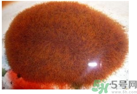 什么是紅線蟲(chóng)？紅線蟲(chóng)有什么用？