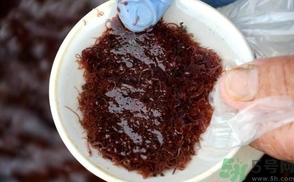 什么是紅線蟲(chóng)？紅線蟲(chóng)有什么用？