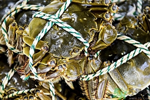 綁好的大閘蟹怎么清洗?綁好的螃蟹怎么洗? 綁好的大閘蟹怎么清洗?綁好的螃蟹怎么洗?