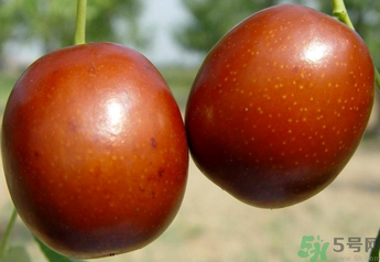 新鮮紅棗補血嗎？吃新鮮紅棗補血嗎？