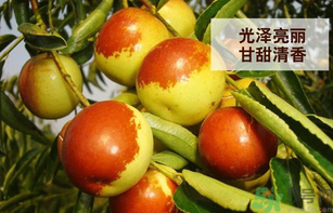 新鮮大棗孕婦可以吃嗎？孕婦可以吃新鮮大棗嗎