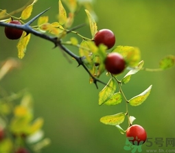 酸棗什么時(shí)候成熟？酸棗什么時(shí)候上市？