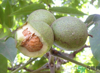 新鮮核桃吃多了會(huì)怎么樣？新鮮核桃吃多了會(huì)上火嗎？