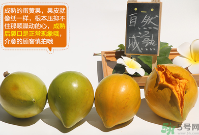 蛋黃果怎么催熟？生的蛋黃果如何催熟？