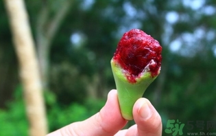 仙人掌果怎么吃？仙人掌果的功效和作用