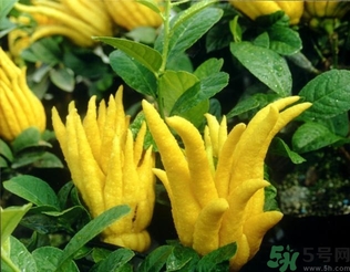 佛手果孕婦可以吃嗎？佛手果的功效與作用