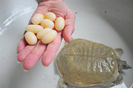 小孩能吃甲魚嗎？小孩能吃甲魚蛋嗎？