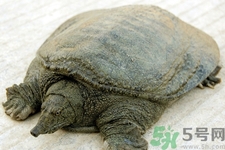 被甲魚咬了要打破傷風(fēng)嗎？被甲魚咬了怎么辦？