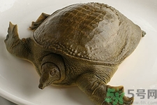 被甲魚咬了要打破傷風(fēng)嗎？被甲魚咬了怎么辦？