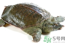 甲魚怎么殺？甲魚怎么處理？