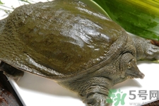 甲魚怎么吃最有營(yíng)養(yǎng)？甲魚怎么吃最補(bǔ)身體？
