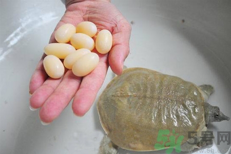 甲魚蛋能吃嗎？甲魚蛋怎么做好吃？