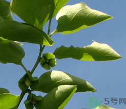 柿子葉怎么去斑？柿子葉祛斑偏方