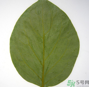 柿子葉能治糖尿病嗎？柿子葉茶能降血糖嗎？