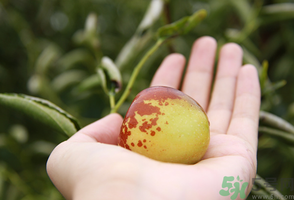 坐月子可以吃鮮棗嗎？產(chǎn)婦可以吃鮮棗嗎？