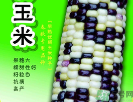 彩色玉米是轉(zhuǎn)基因嗎？彩色玉米能吃嗎？
