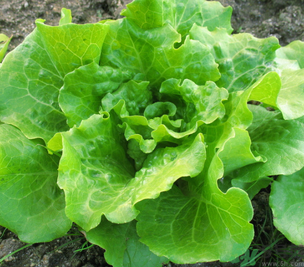 十月份種什么蔬菜？十月份適合種什么蔬菜？