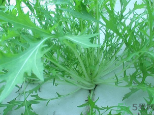 十月份種什么蔬菜？十月份適合種什么蔬菜？