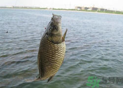 秋天釣魚用什么餌料？秋季釣魚用什么餌料好？