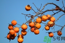 柿子變軟還能吃嗎？柿子變軟是壞了嗎？