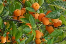 脆柿子哪個(gè)季節(jié)的？脆柿子什么時(shí)候吃最好？