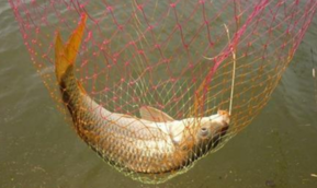 秋天釣鯉魚用什么餌料？秋天釣鯉魚餌料配方
