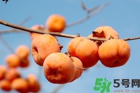 脆柿子是怎么做好吃？脆柿子的制作方法