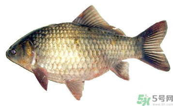秋天釣鯽魚用什么餌料？秋天釣鯽魚用什么味餌？