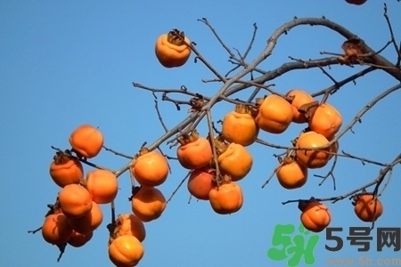 脆柿子是怎么做好吃？脆柿子的制作方法